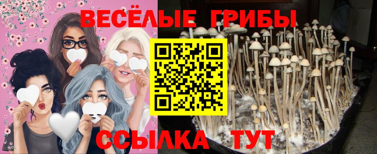 Псилоцибиновые грибы GOLDEN TEACHER Калининград